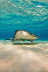 Early morning natural light shot of a Southern Stingray a... by Paul Colley 